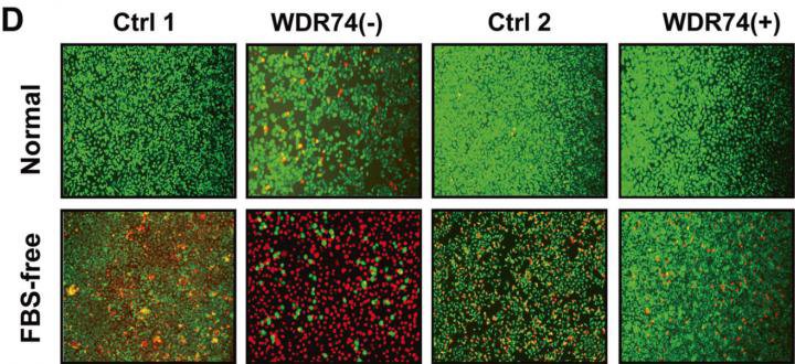 WDR74 protein depletion 