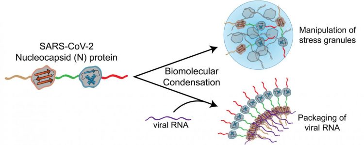 How SARS-CoV-2 infects cells