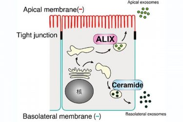 Exosomes