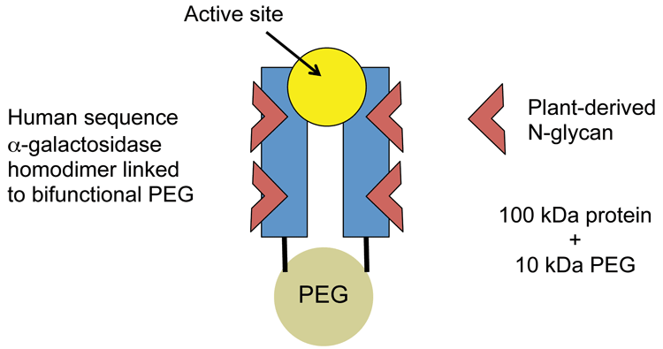 Figure 1: PEGylated agalsidase (plant-derived)
