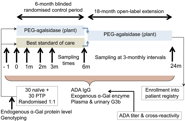 Figure 2: Immunogenicity risk evaluation for PEGylated agalsidase in Phase 3 study