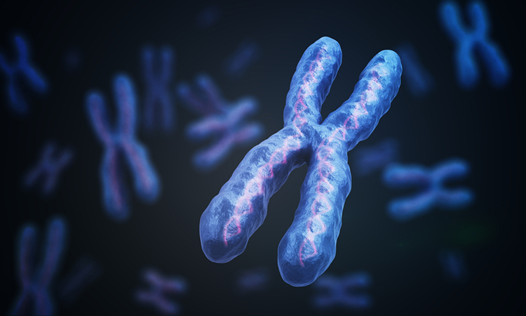 DNA and chromosomes