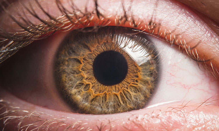 Photoreceptors in eye