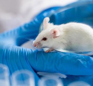 white lab mouse on blue gloved hands
