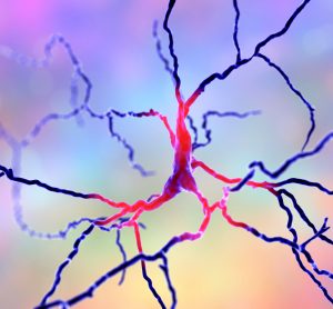 dopaminergic neuron with cell body in pink and axon and dendrites in dark blue