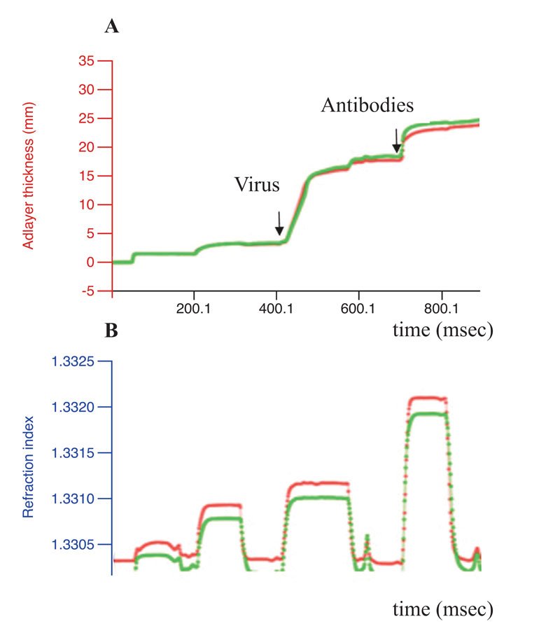 Conformational stability of the influenza virus antigens. Results of the label-free real-time optical detection of binding of the influenza A virus before (green curve) 