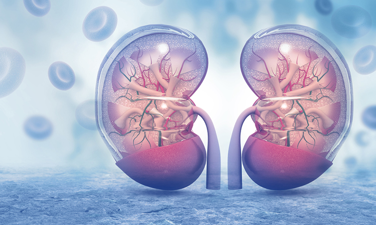 Kidneys and organoids