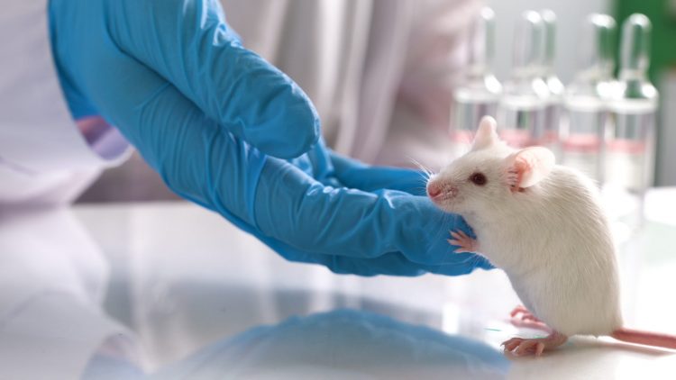 mouse in laboratory with paws on scientist's gloved hand
