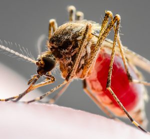 Leishmaniasis mosquito