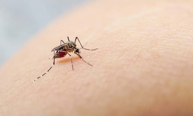 Assay to find malaria inhibitors