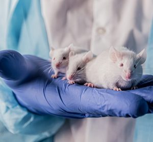 Mice treated with antibody for
