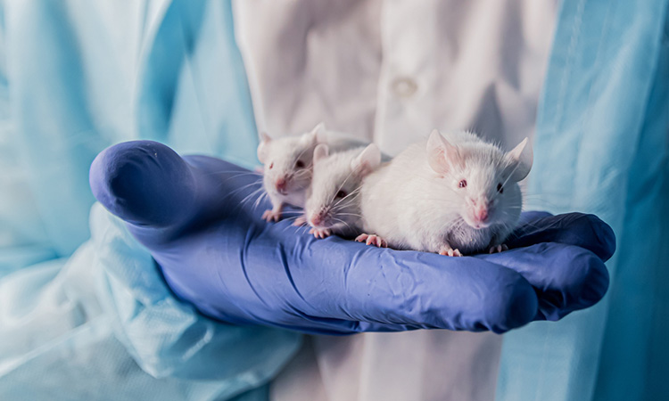 Mice treated with antibody for