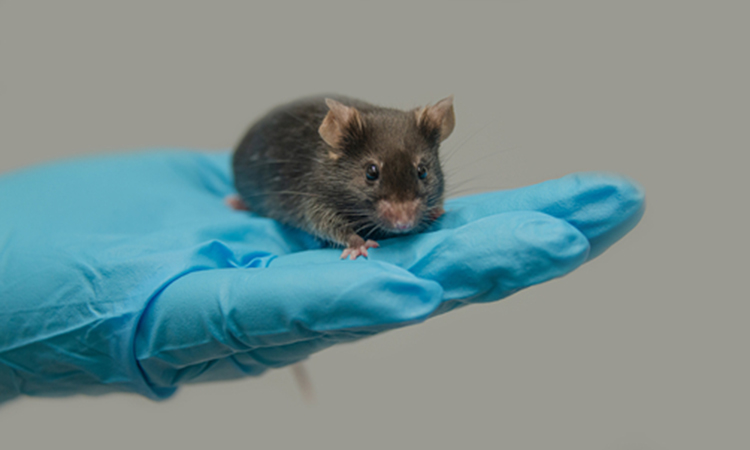 Mouse in lab with diabetes