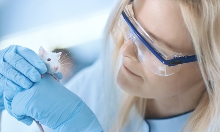 Mouse for vaccine research
