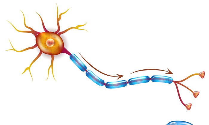 Helpful B cells lend a hand to developing neurons