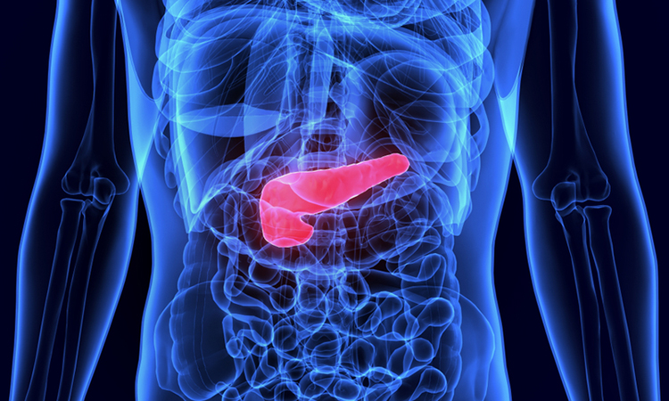 Organoid based off pancreas