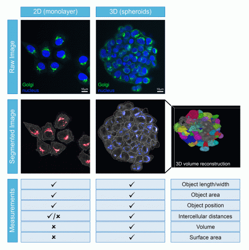 Figure 2: Comparison of cell segmentation ability and measurements that can be obtained from cells growing as monolayers or spheroids.