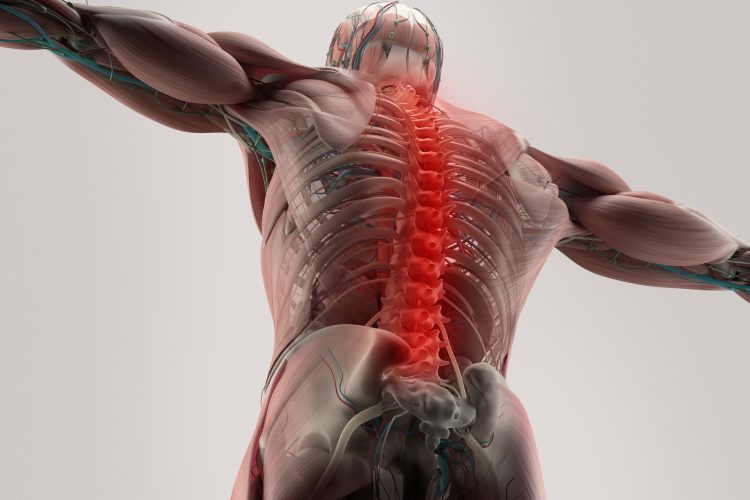 anatomy of the back of a person witht he spine highlighted in glowing red - idea of spinal injury