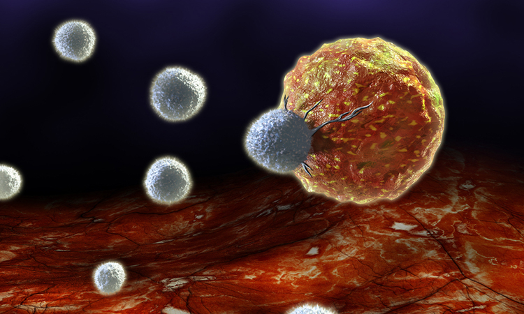 T cells and CTLA-4