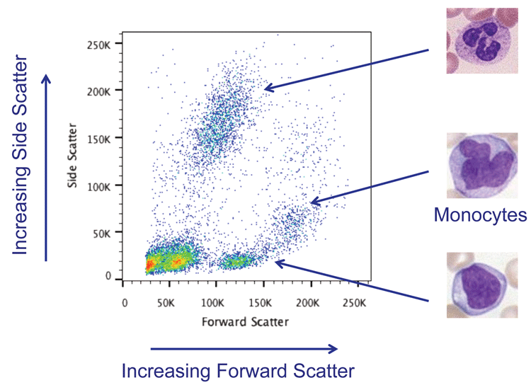 Figure 1: Forward and Side Scatter plot showing lysed whole blood. The different types of white blood cells can be distinguished using scatter.
