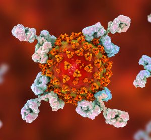 white antibodies attacking an orange coronavirus particle with yellow neuraminidase proteins on its surface