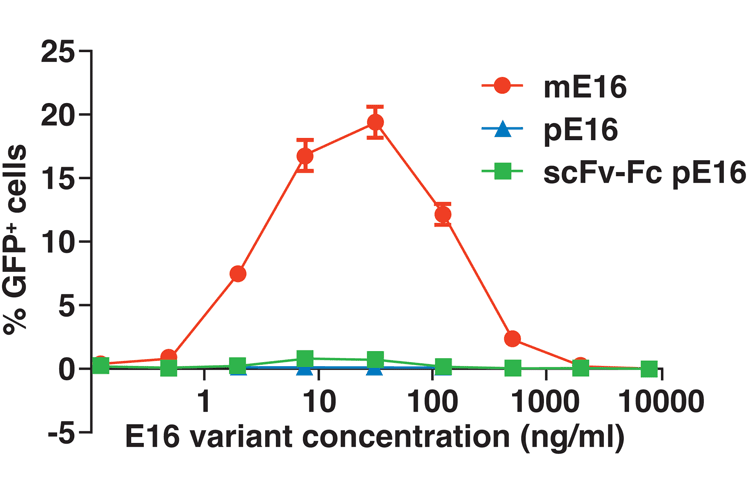 Figure 4: Plant-produced anti-WNV E16 mAb glycovariants (pE16 and scFv-Fc pE16) have no or greatly reduced risk of ADE compared with mammalian cell-produced E16 mAb (mE16)