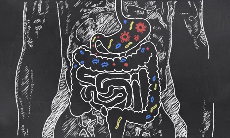 Digestive tract drawn on a chalk board in white with various colours and shapes of microbes