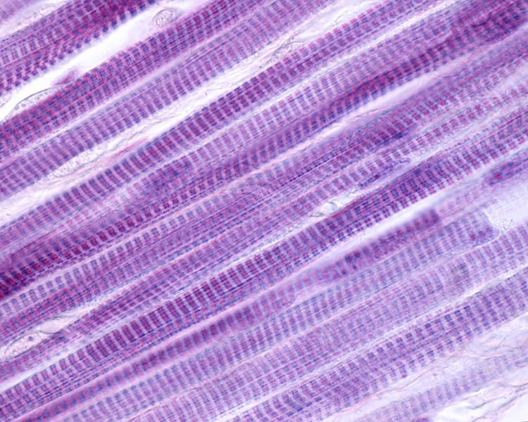 skeletal muscle section under the microscope