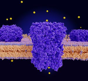 potassium channel in a cell membrane