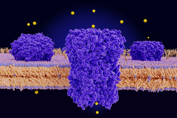potassium channel in a cell membrane
