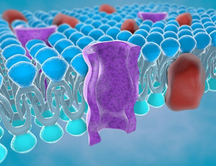 cartoon of the cross-section of a purple ion channel in a blue lipid bylayer (plasma mebrane)
