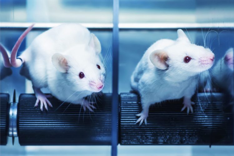white lab mice performing a motor function test on a moving spindle