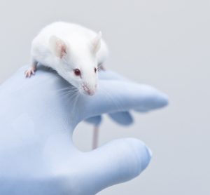 white laboratory rat sat on scientists gloved hand