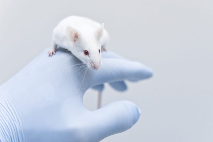 white laboratory rat sat on scientists gloved hand