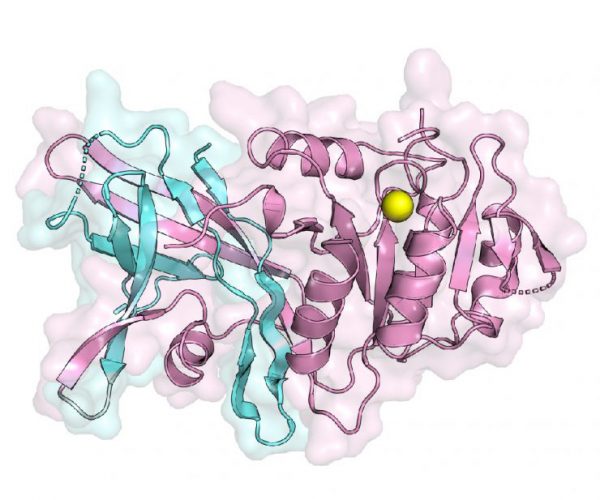 Lipin enzyme structure