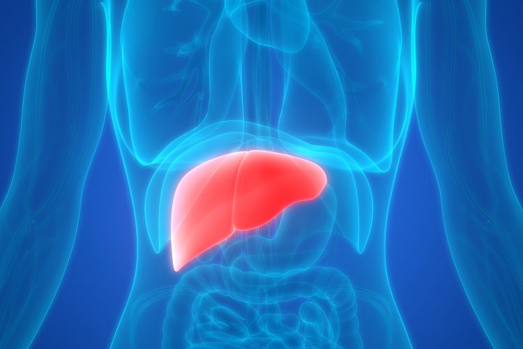 computer image of the liver, highlighted in red, withing the human body