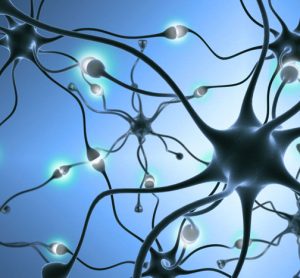 Specific set of nerve cells controls seizures’ spread through brain