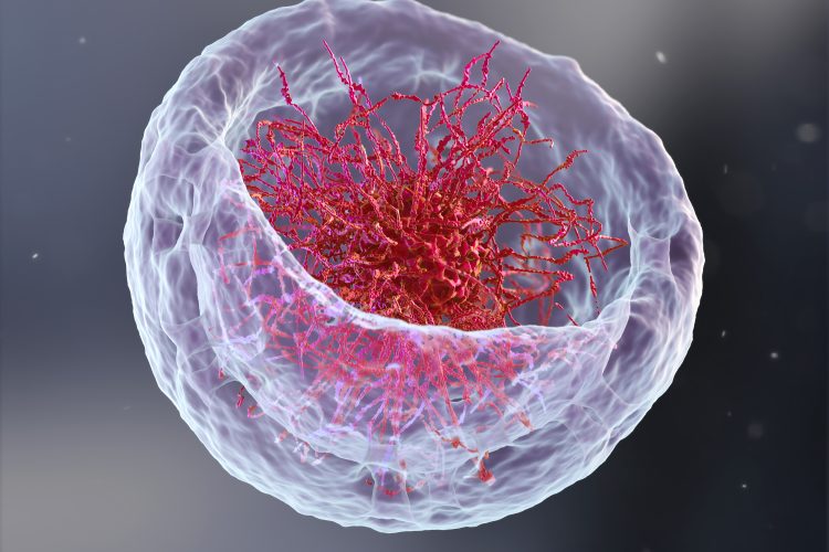 Artist impression of a nucleus, cut open to reveal DNA with chromatin core inside