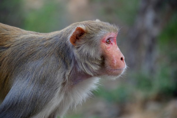 profile of a rhesus macaque, grey coated monkey with a pink face and ears