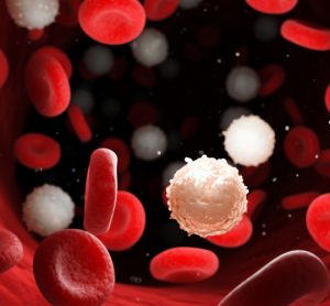 White blood cells as part of immune response to leukaemia