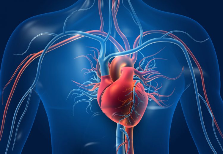 Human heart with blood vessels in model