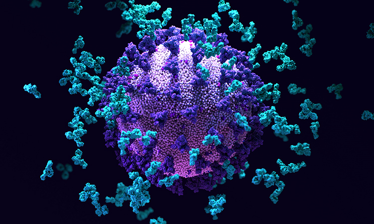 Antibodies an SARS-CoV-2