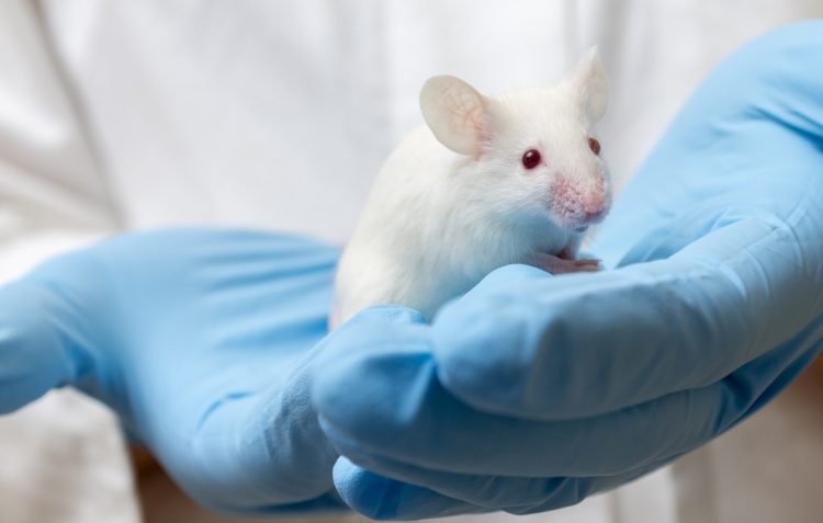 Mouse in gloved hands