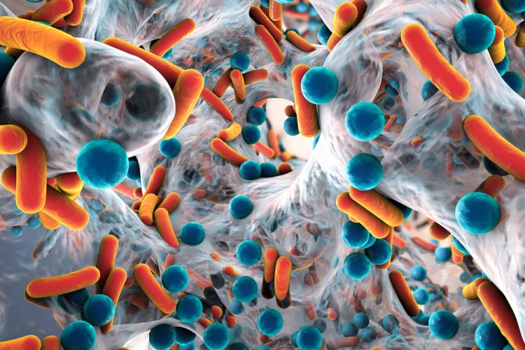 Bacteria on biofilm - antibiotics