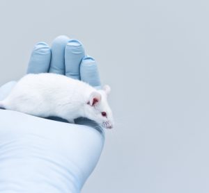 Mouse in lab - Translating novel drug success in animals to humans