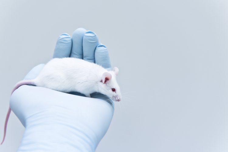 Mouse in lab - Translating novel drug success in animals to humans