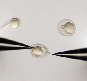 Scientists removing eggshell from zebrafish embryo