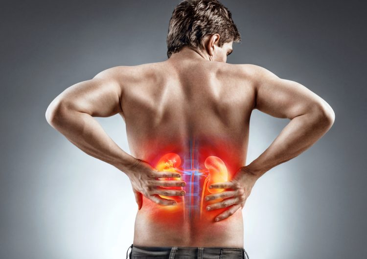Man's back with kidneys highlighyed