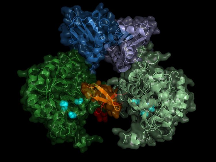 image by researchers of the structure of the T. brucei IMPDH enzyme