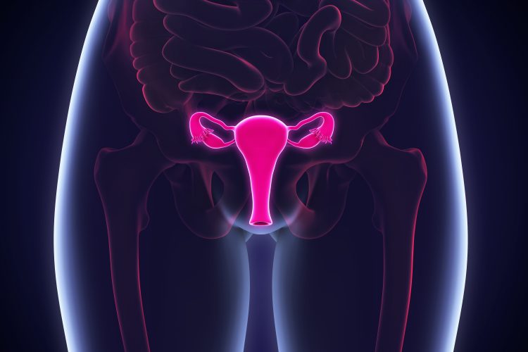 3D artist representation of female reproductive system